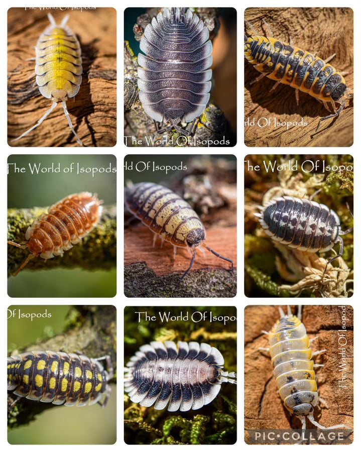 Tier 2 Isopod Mystery Box – The World of Isopods