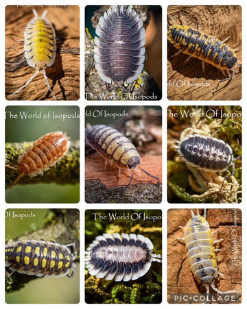 Mystery Boxes – The World of Isopods