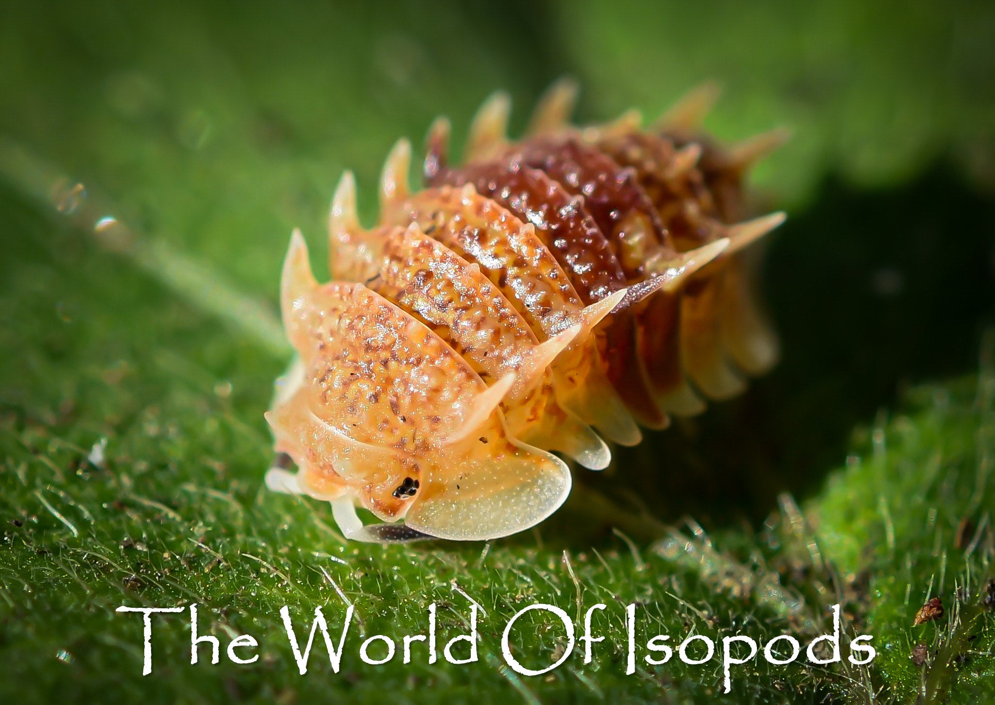 Isopods Tagged Spikey Species The World Of Isopods isopods-tagged-spikey-species-the-world-of-isopods