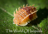 Isopods – tagged 