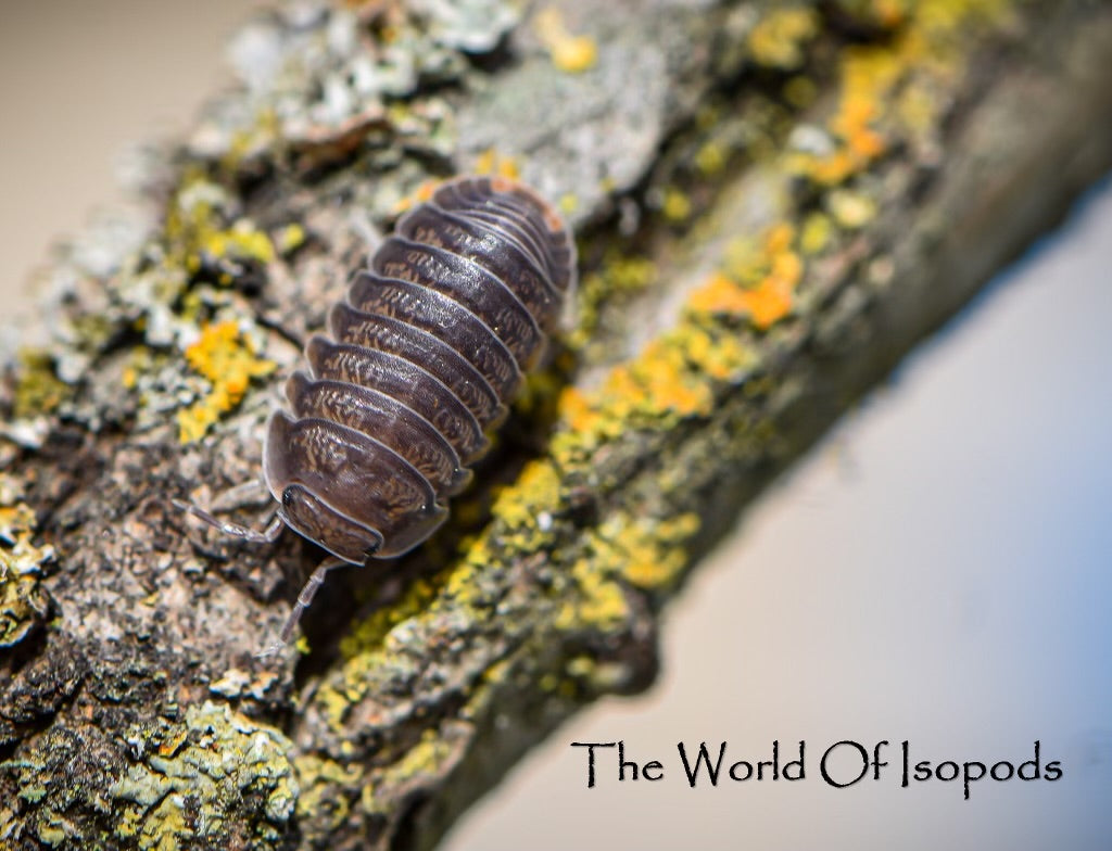 Little Seas – The World of Isopods