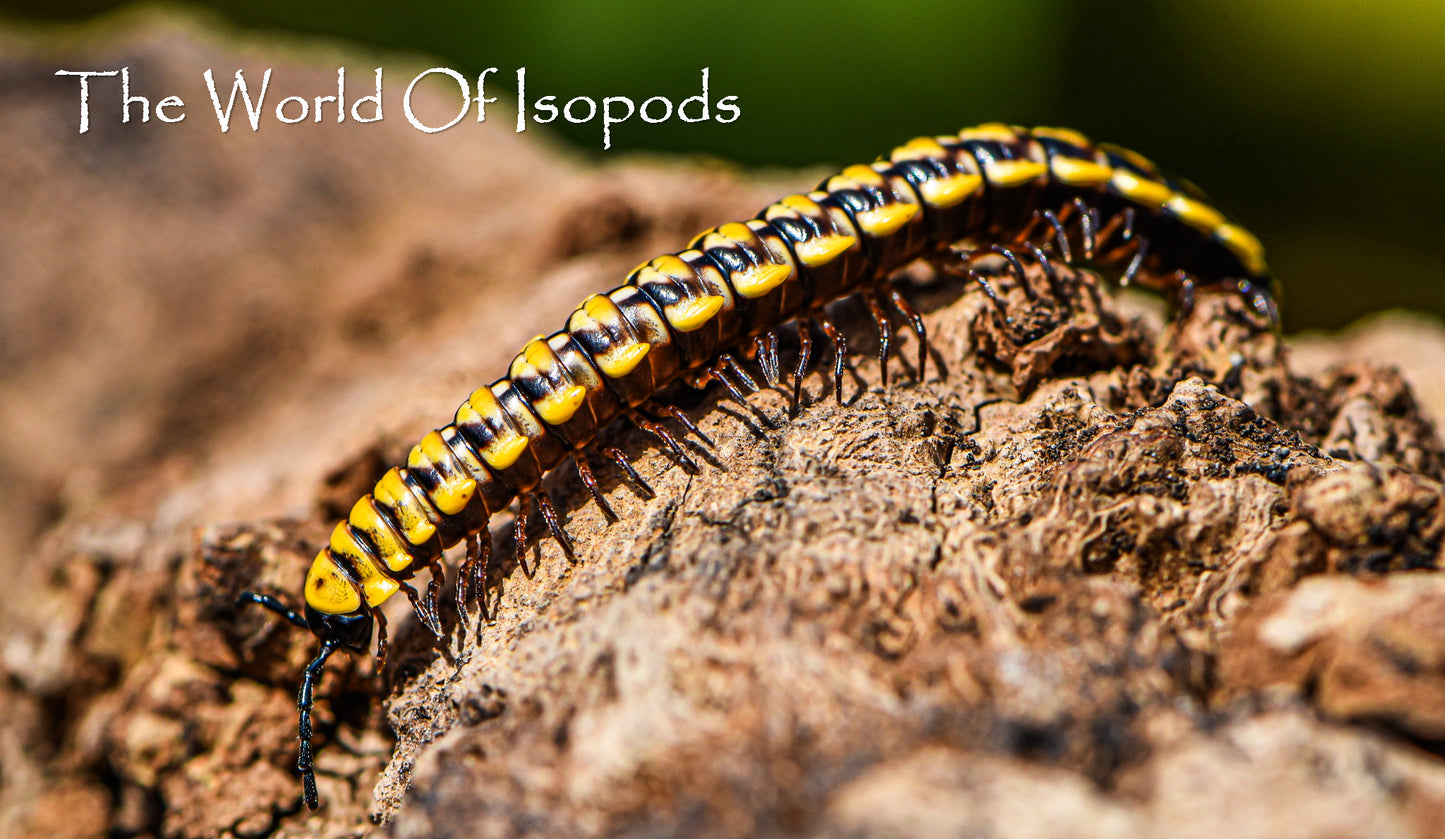 Yellow Dragon Millipede