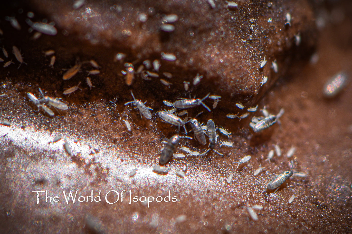 Silver Bullet Springtails