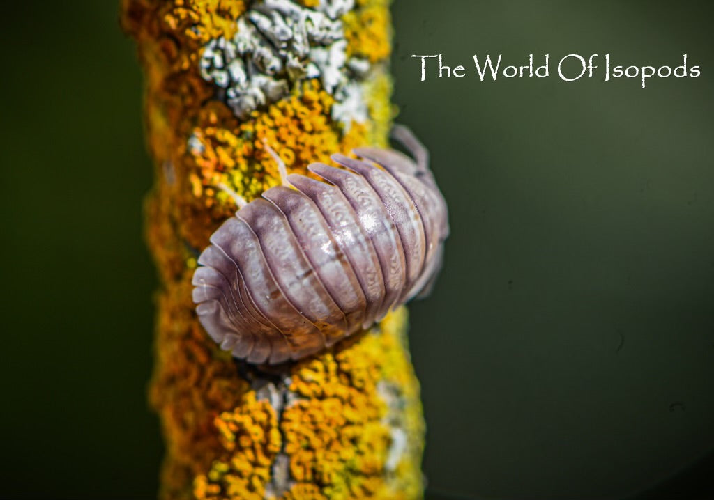 Silver Ghosts – The World of Isopods