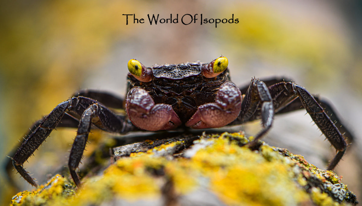 Vampire Crab