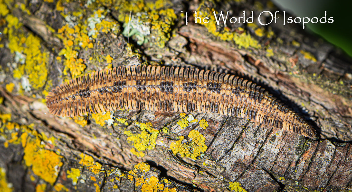 Vietnamese Feather Millipedes