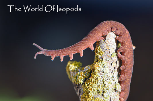 Vietnamese Velvet Worms