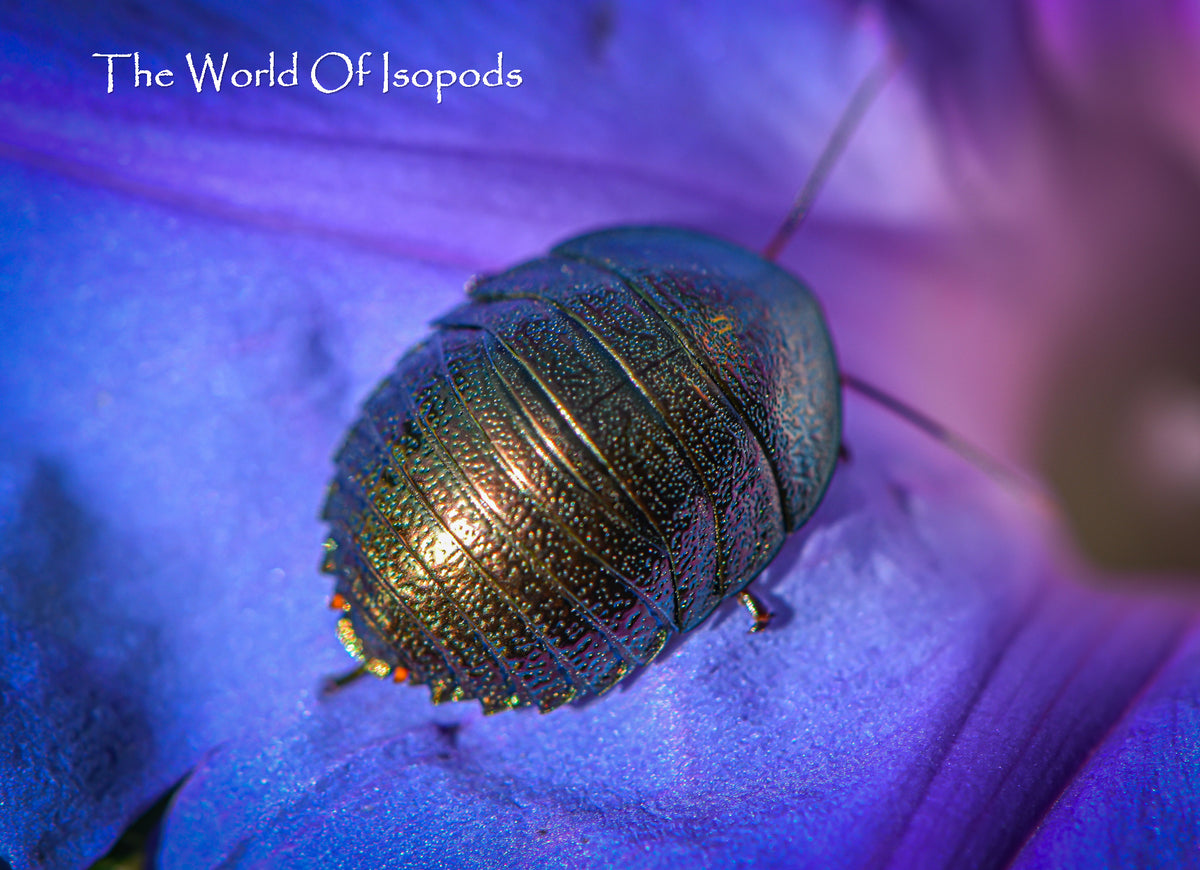Emerald Roach