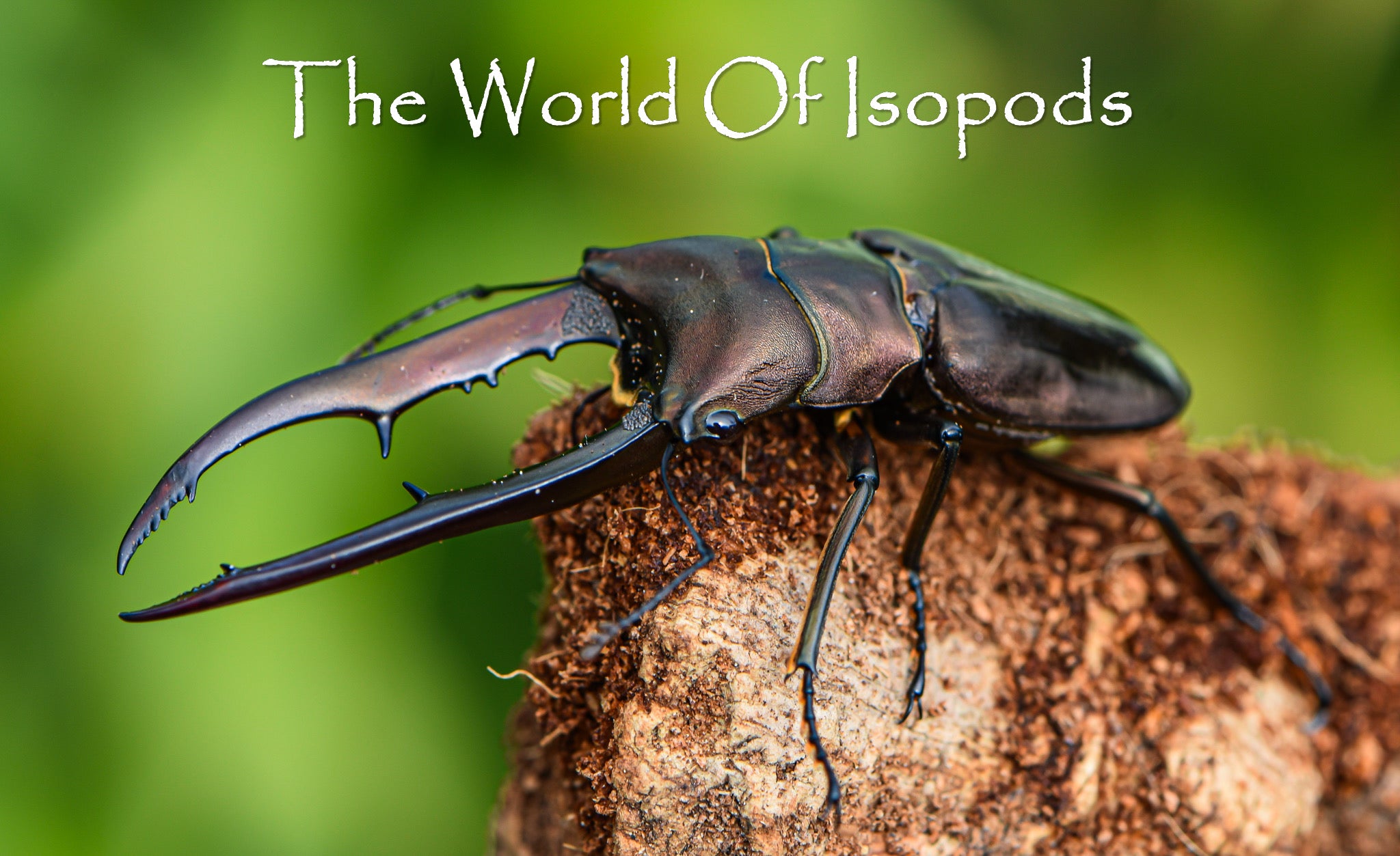 Other Invertebrates – tagged 