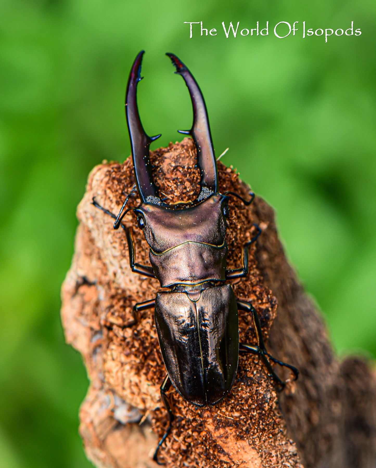 Mettalic Stag beetle