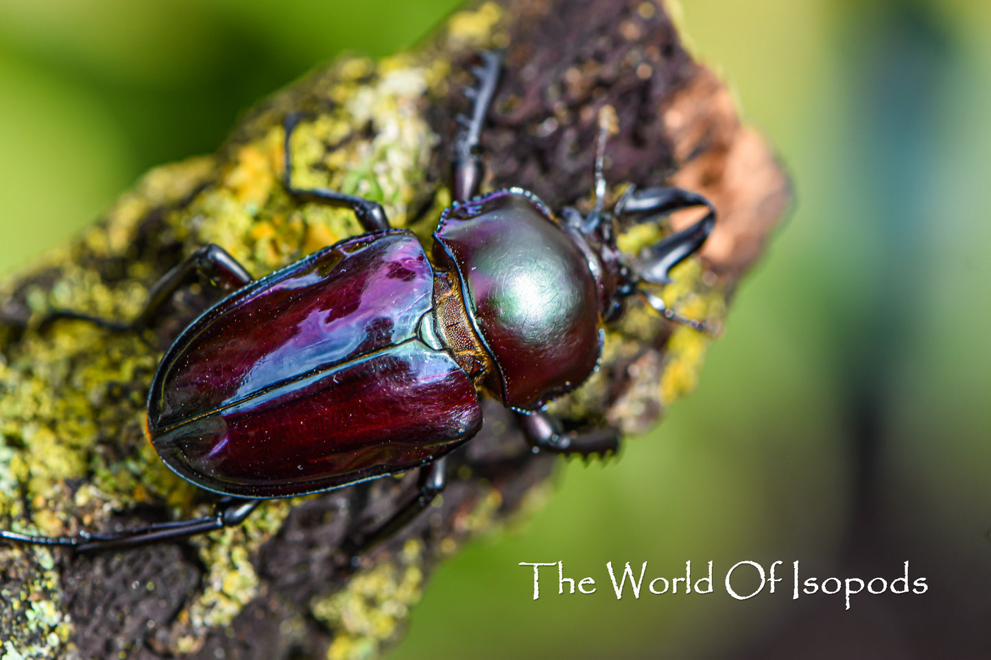 Rainbow Stag Beetle