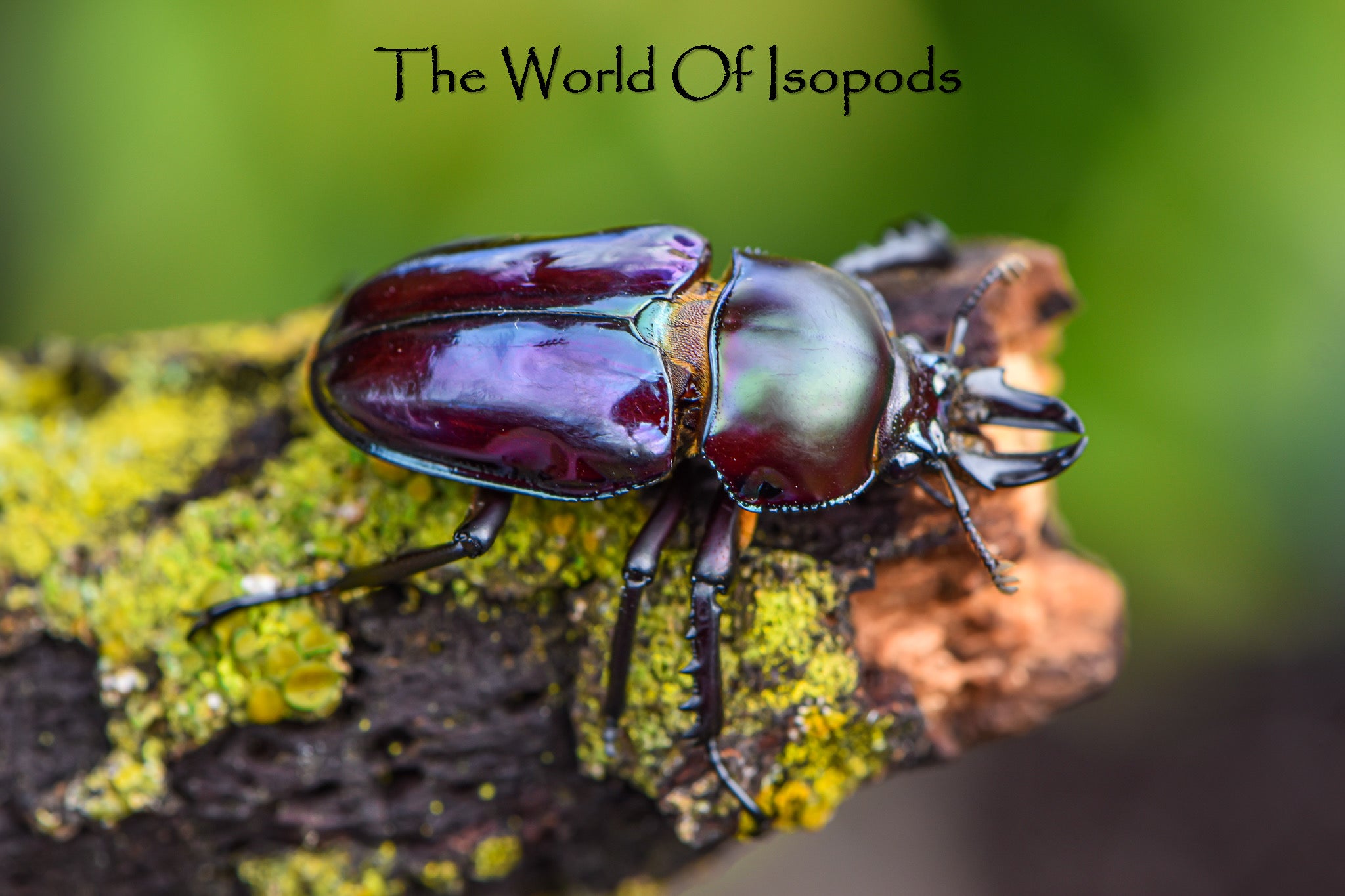Other Invertebrates – tagged 