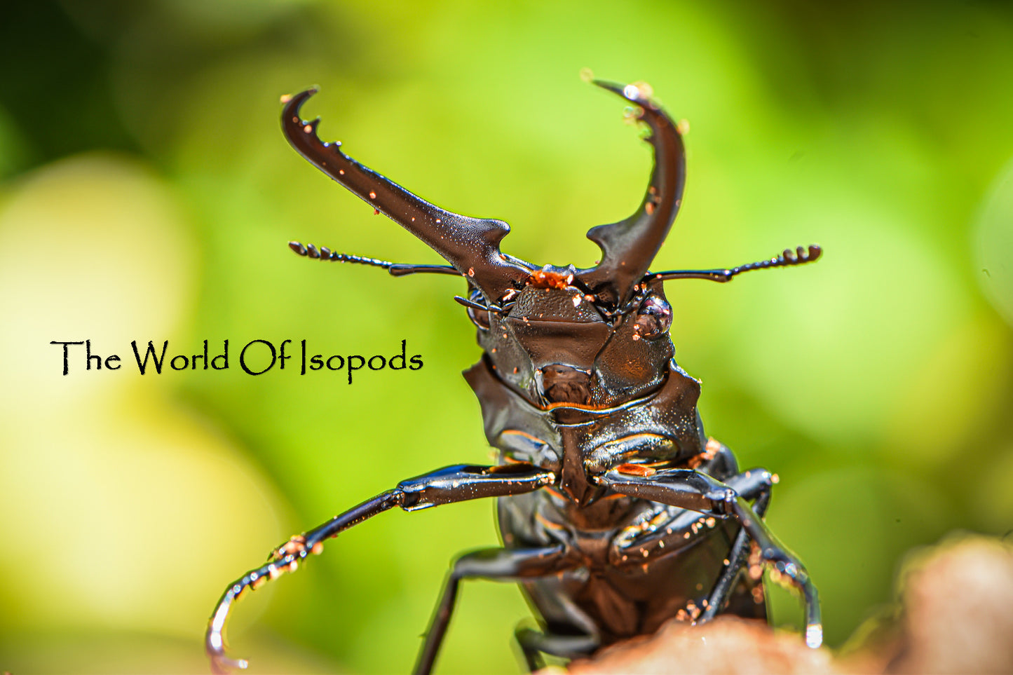 Giraffe Stag Beetle