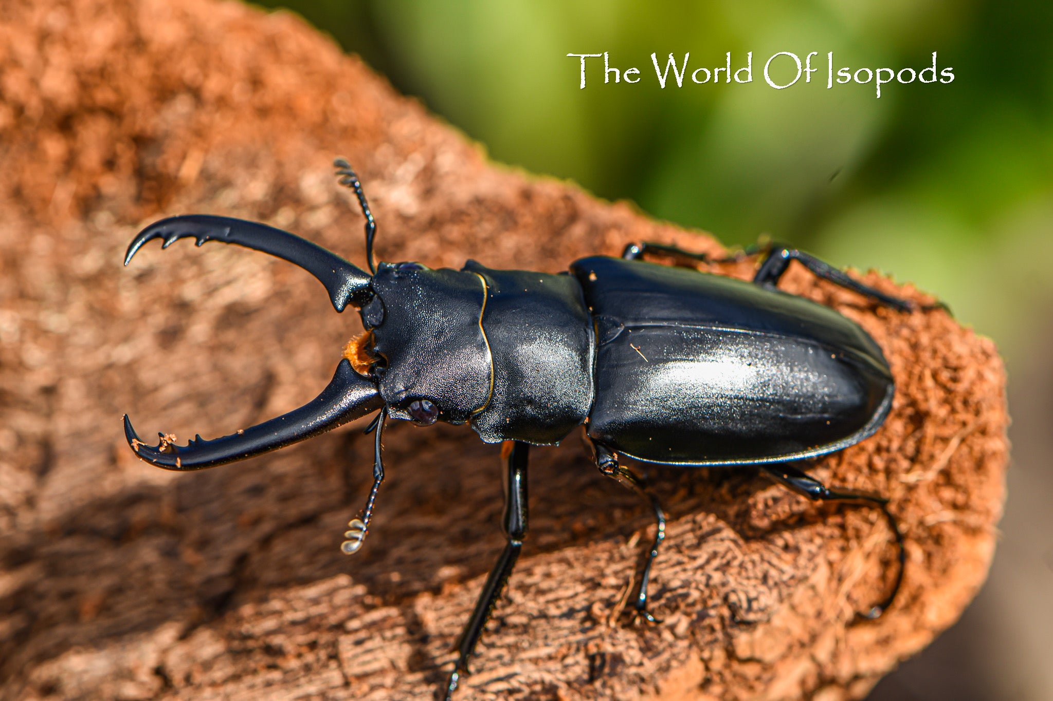 Other Invertebrates – tagged 