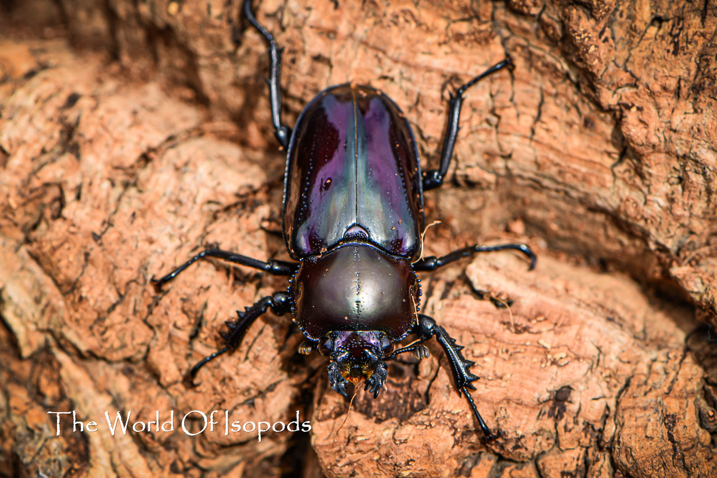 Rainbow Stag Beetle