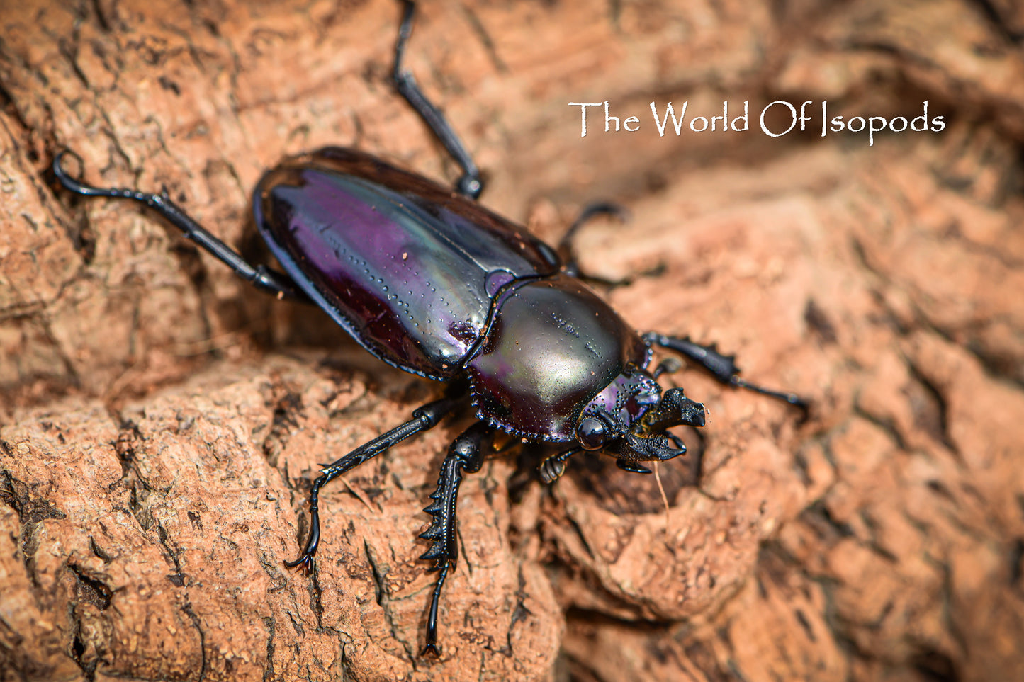 Rainbow Stag Beetle