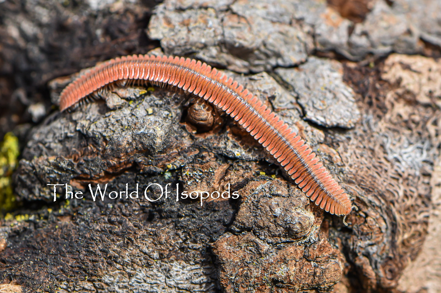 Feather Millipede