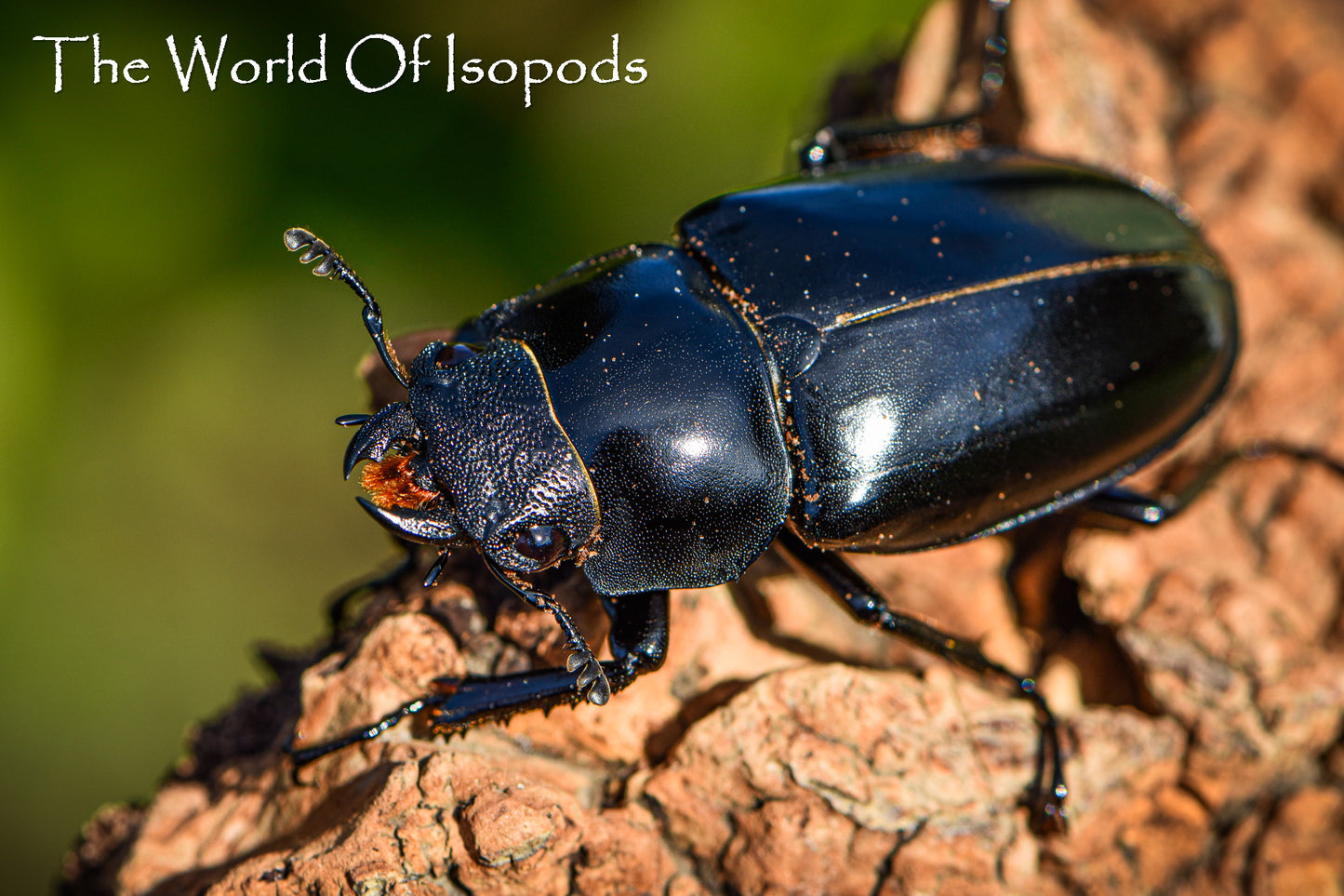 Giraffe Stag Beetle