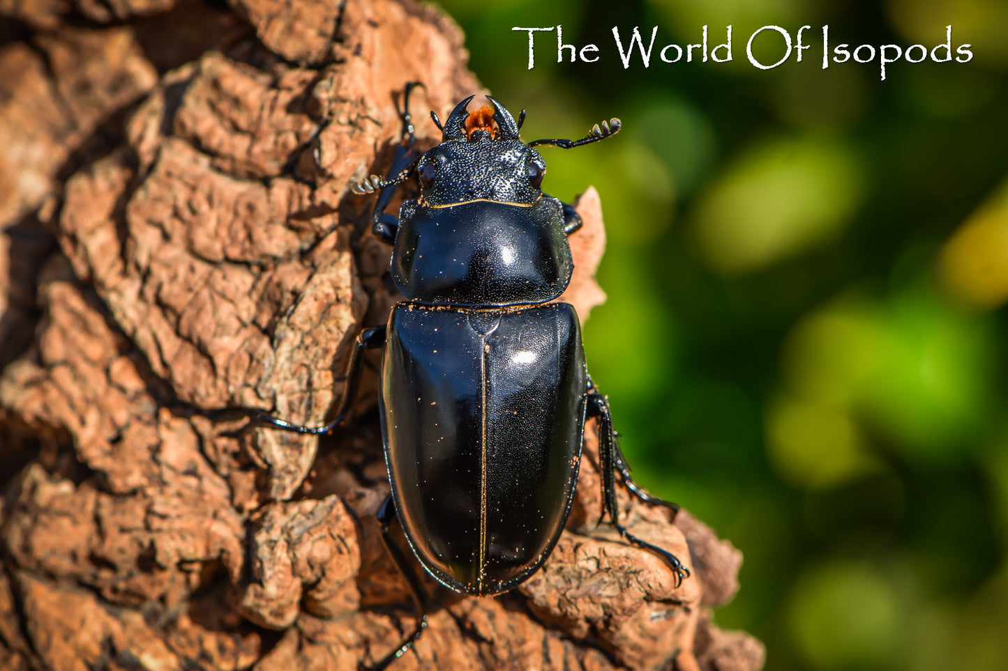 Giraffe Stag Beetle
