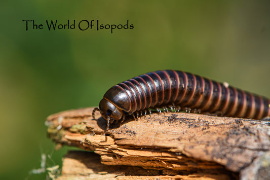 Red Striped Millipedes