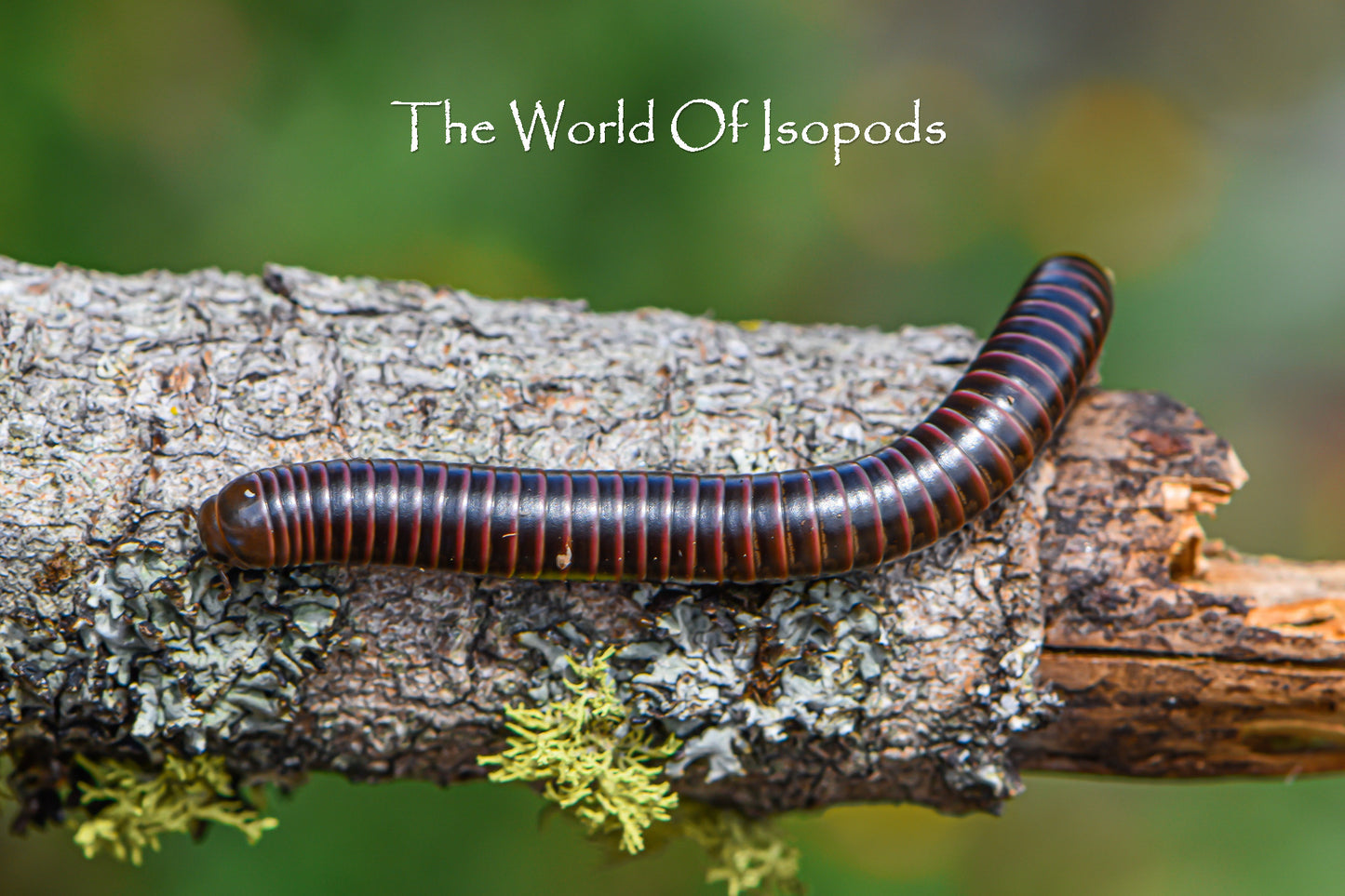 Red Striped Millipedes