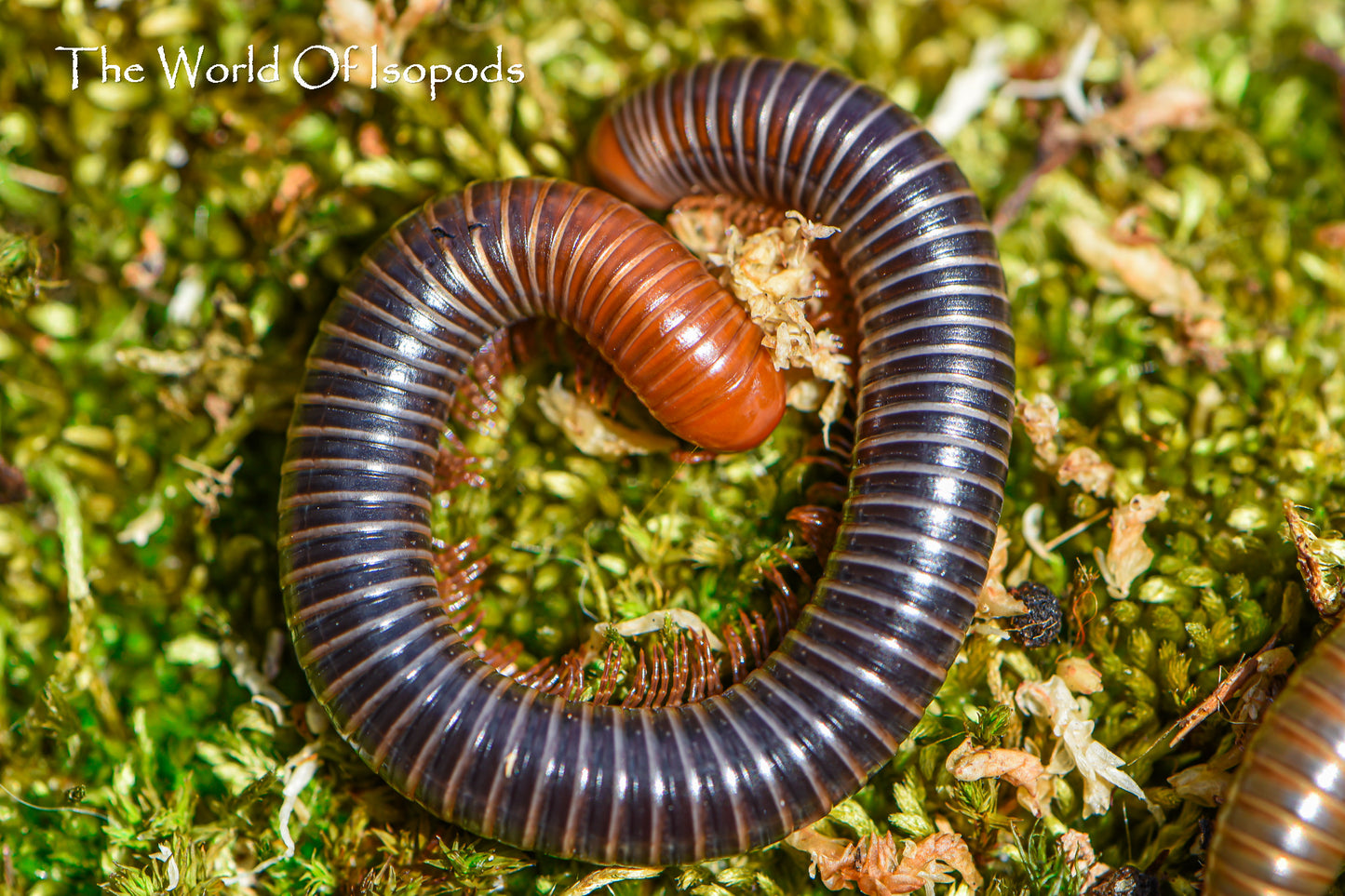 Red Head Millipede