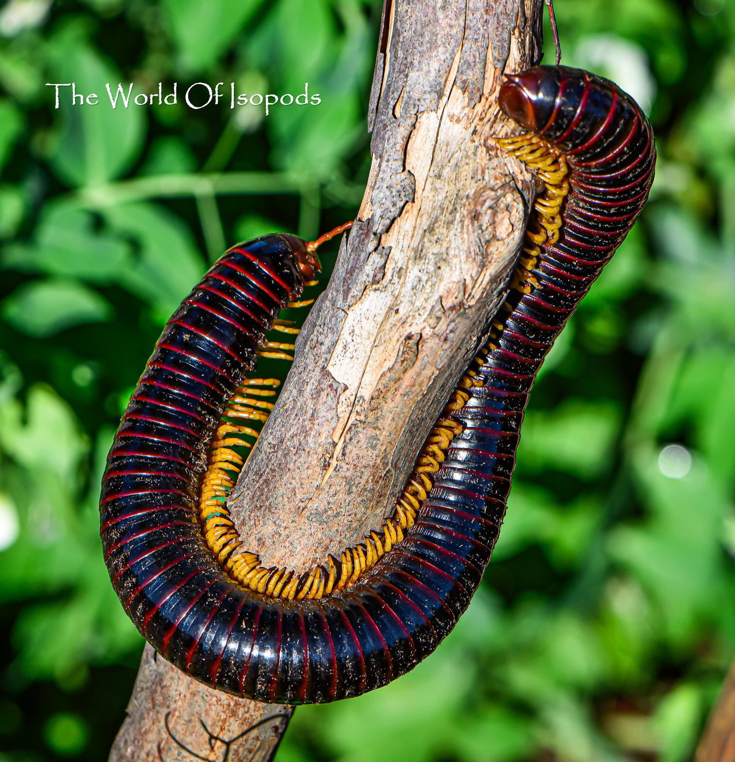 Giant Golden Leg Millipede
