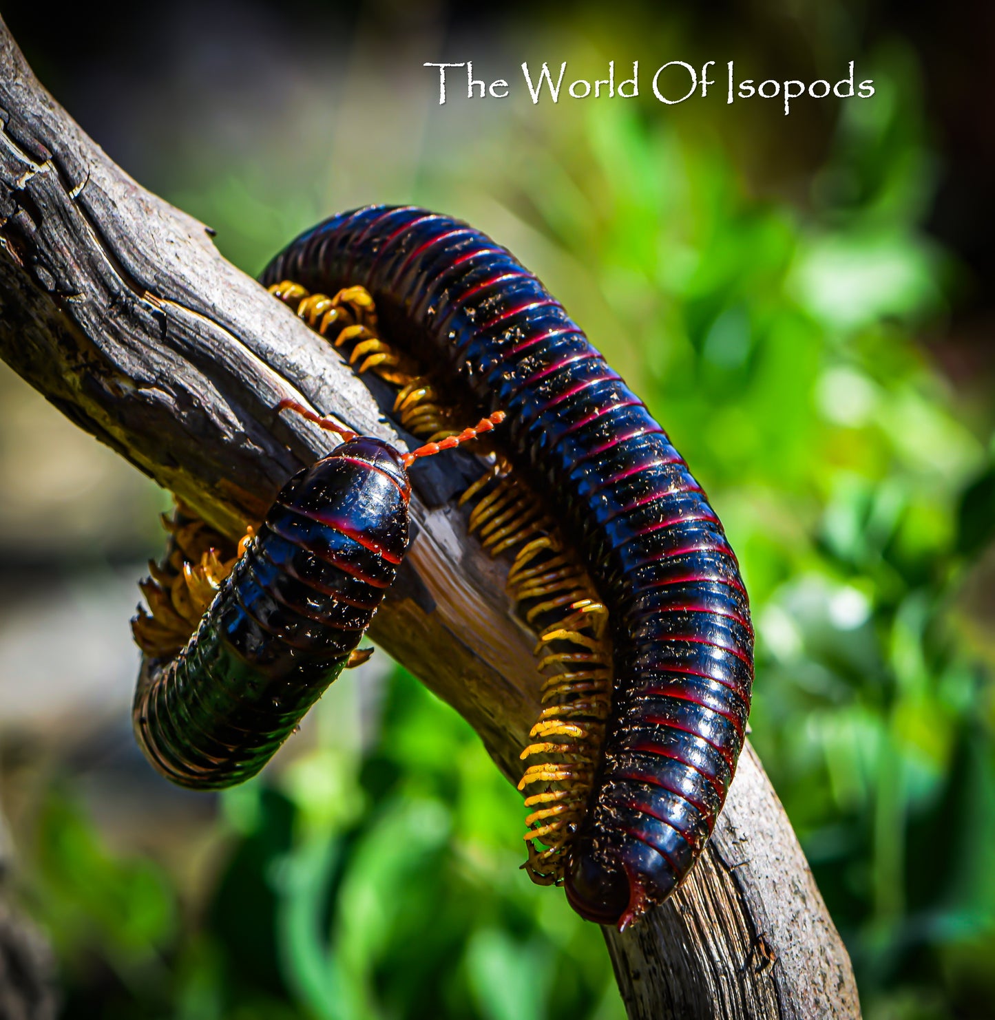 Giant Golden Leg Millipede