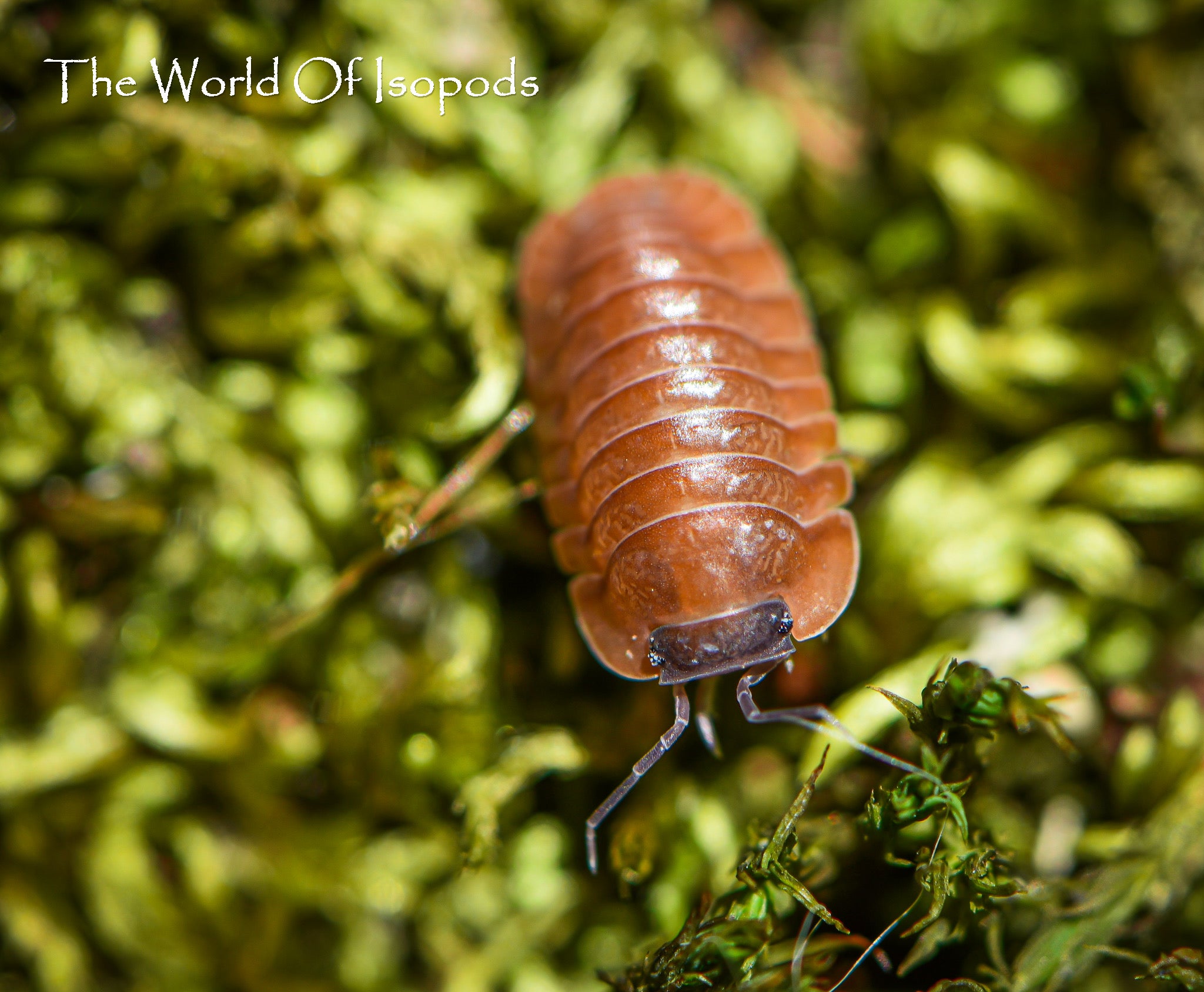Salmon – The World of Isopods