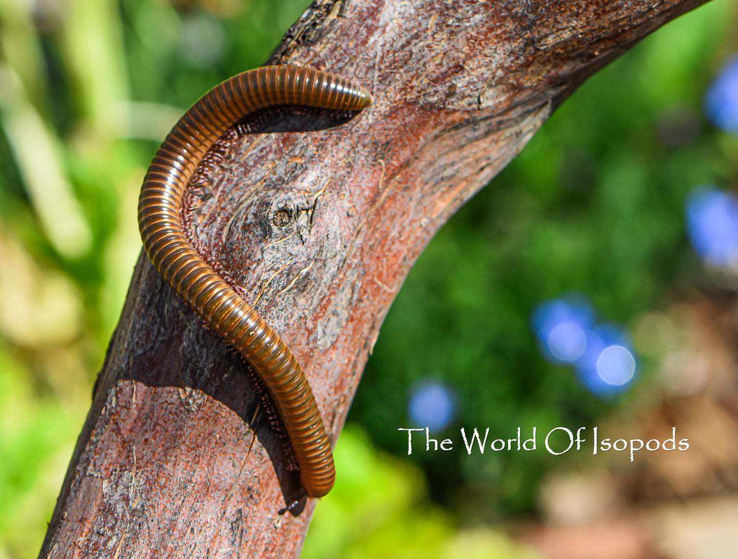 Olive Millipede