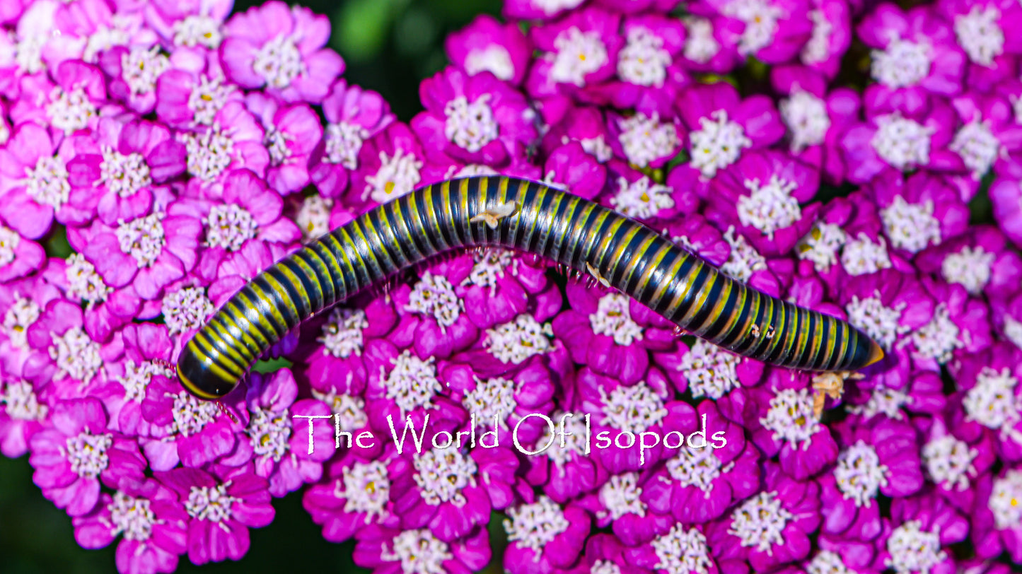 Bumble Bee Millipedes