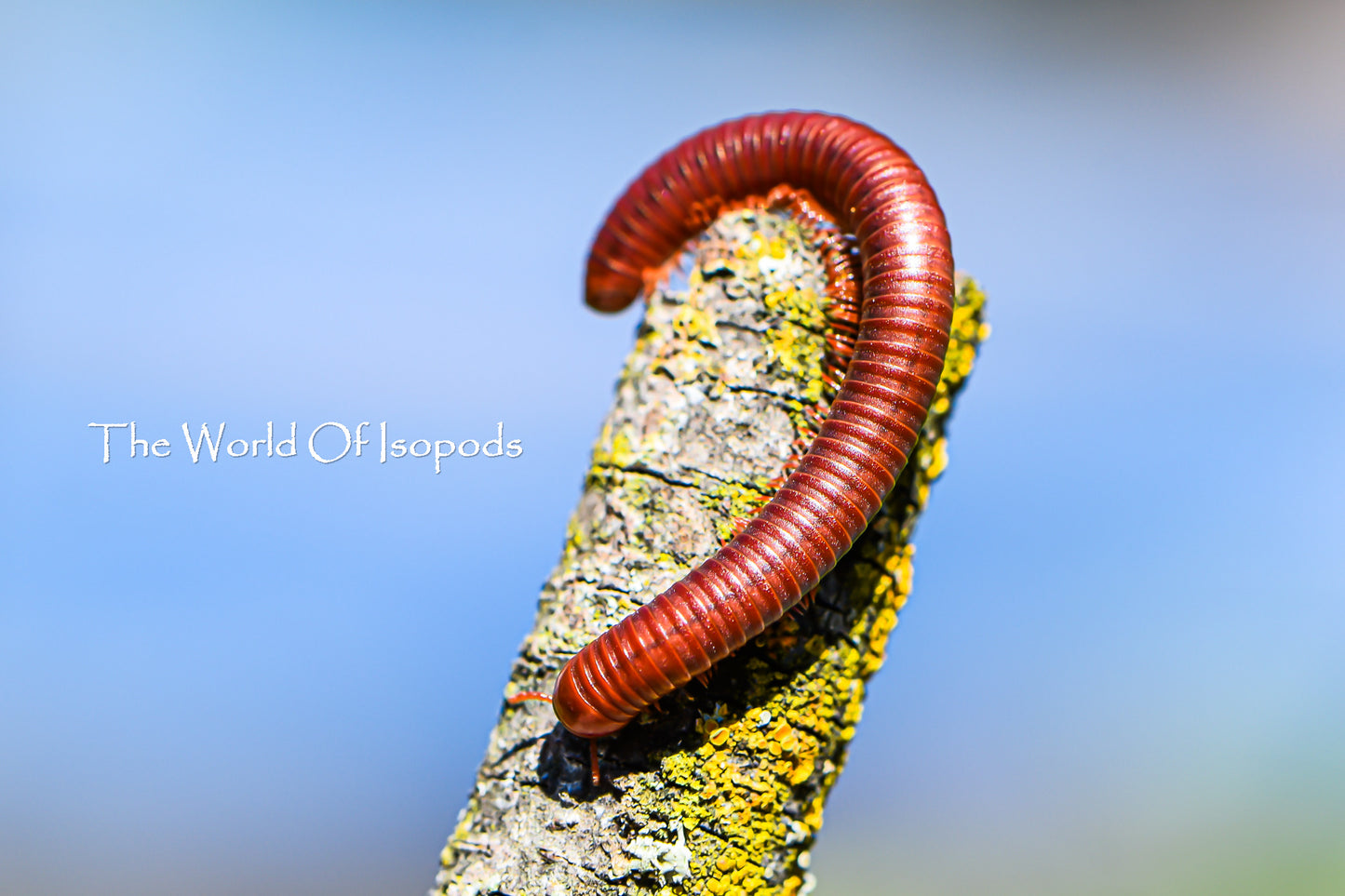 Scarlet Millipedes