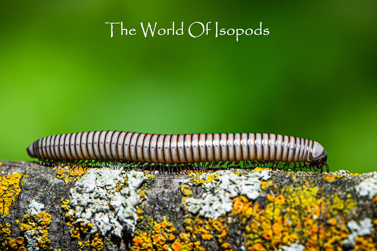 White Phase Tree Millipedes