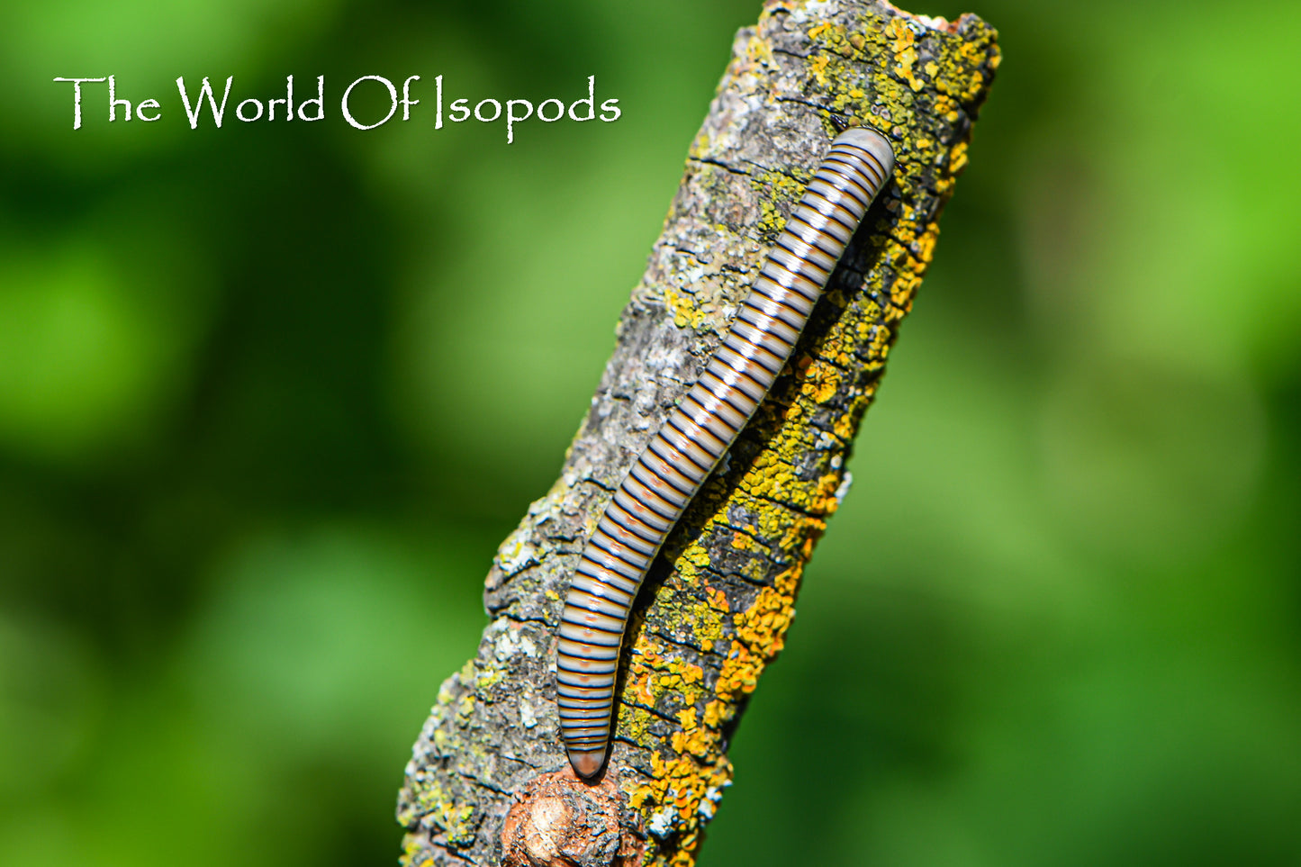 White Phase Tree Millipedes