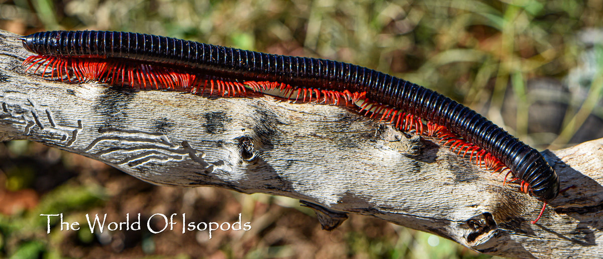 Red Ghost Rider Millipede