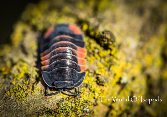 Ardentiella Sp. Lava Pastel