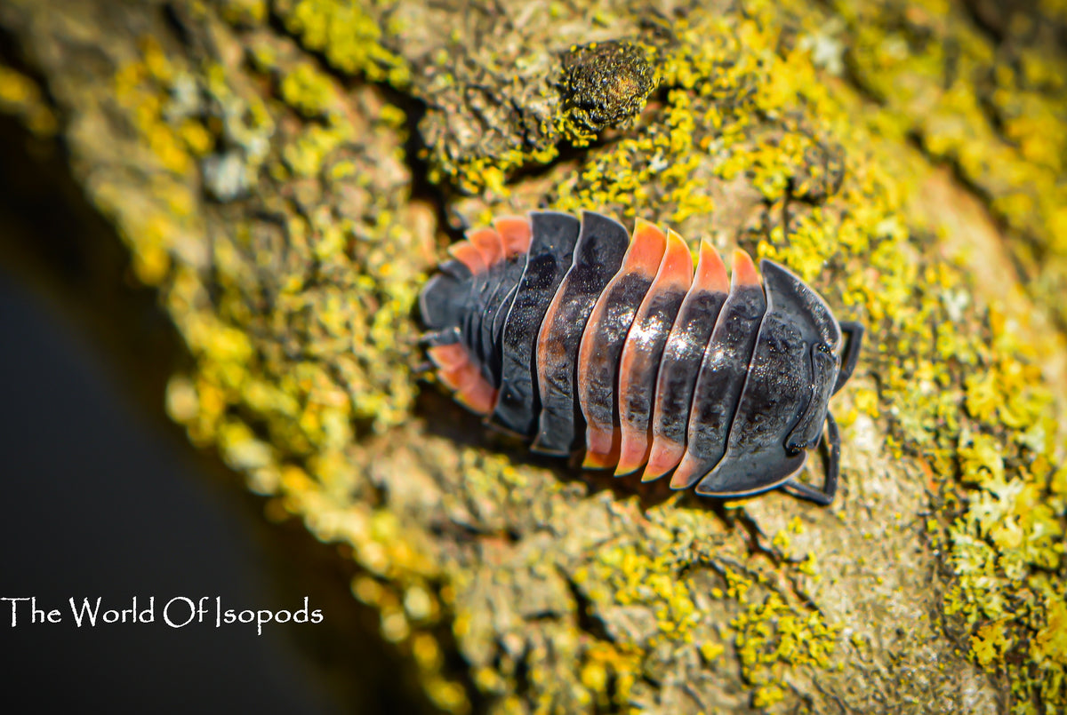 Ardentiella Sp. Lava Pastel
