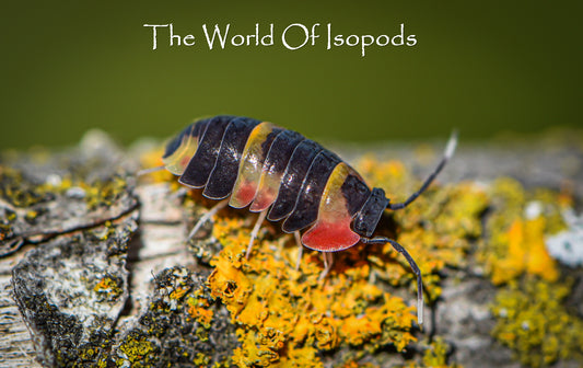 Ardentiella Sp. Tri Color