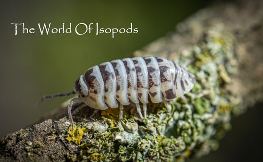 High White Zebras , Sp. Maculatum