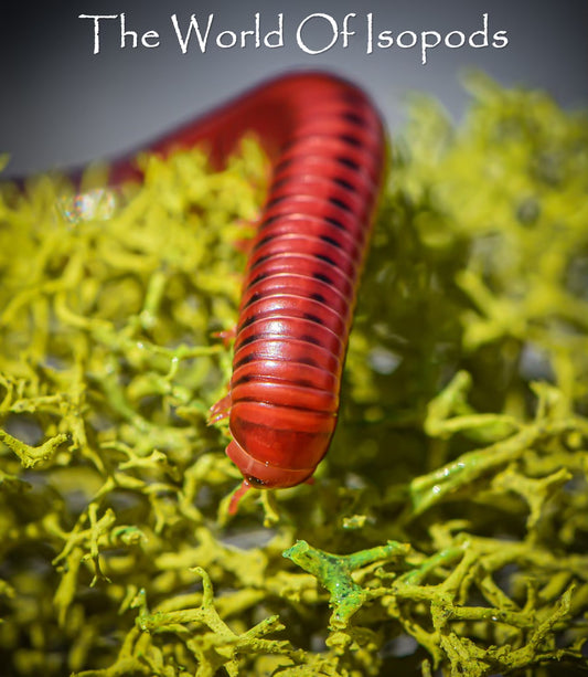 Fire Red Millipedes