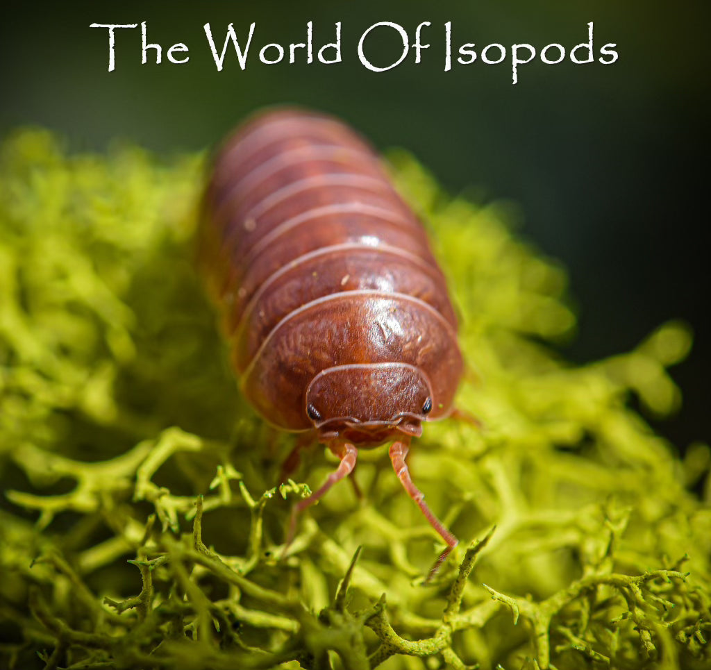 Isopods One Sunsets – The World of Isopods