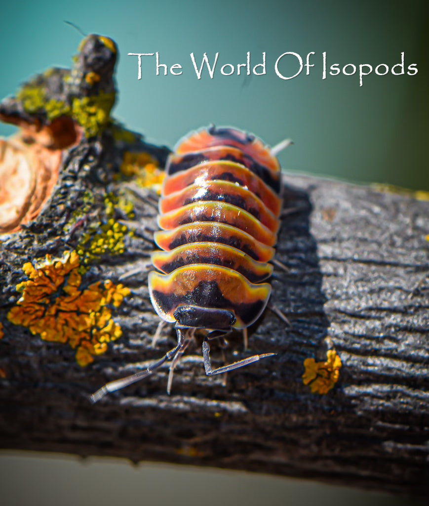 Red Ember Bees – The World of Isopods