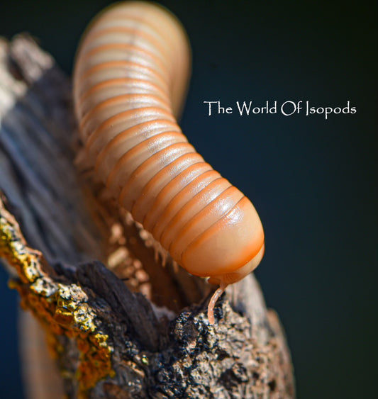 T Albino Millipedes
