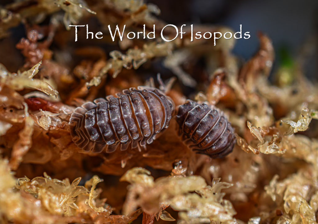 Shiny Gators – The World of Isopods