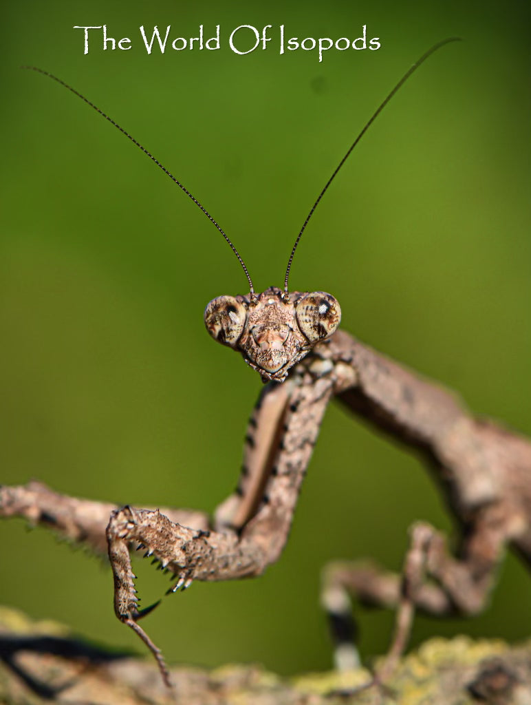 Twig Mantis