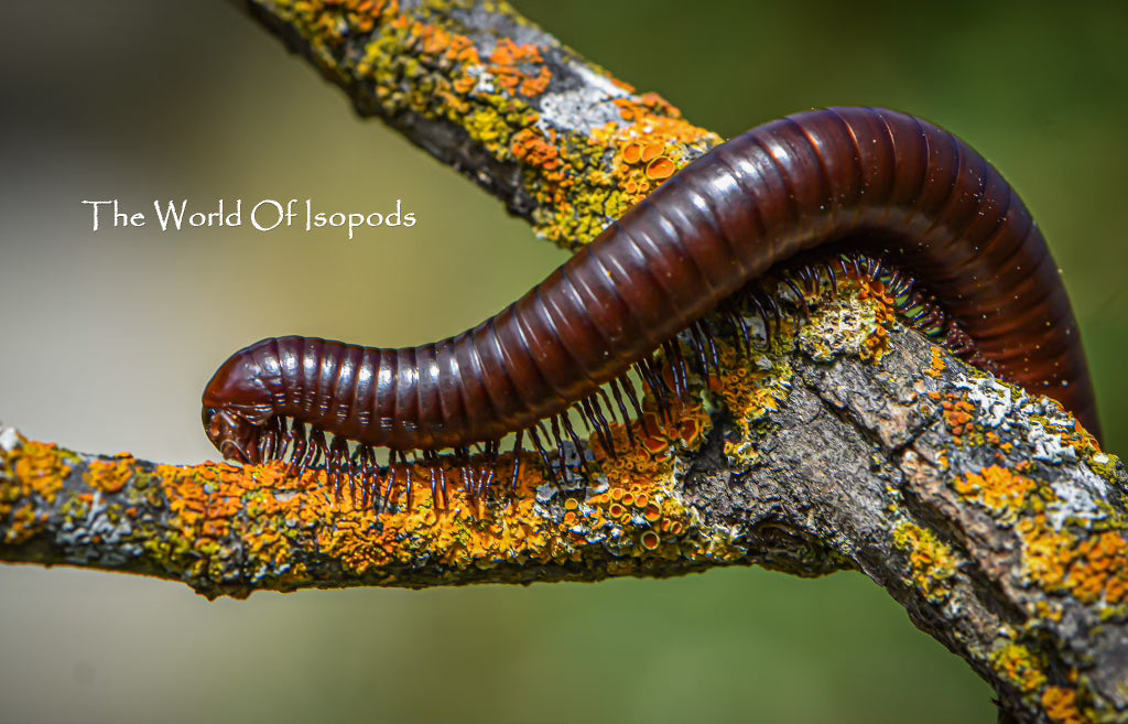 Chocolate Desert Millipedes