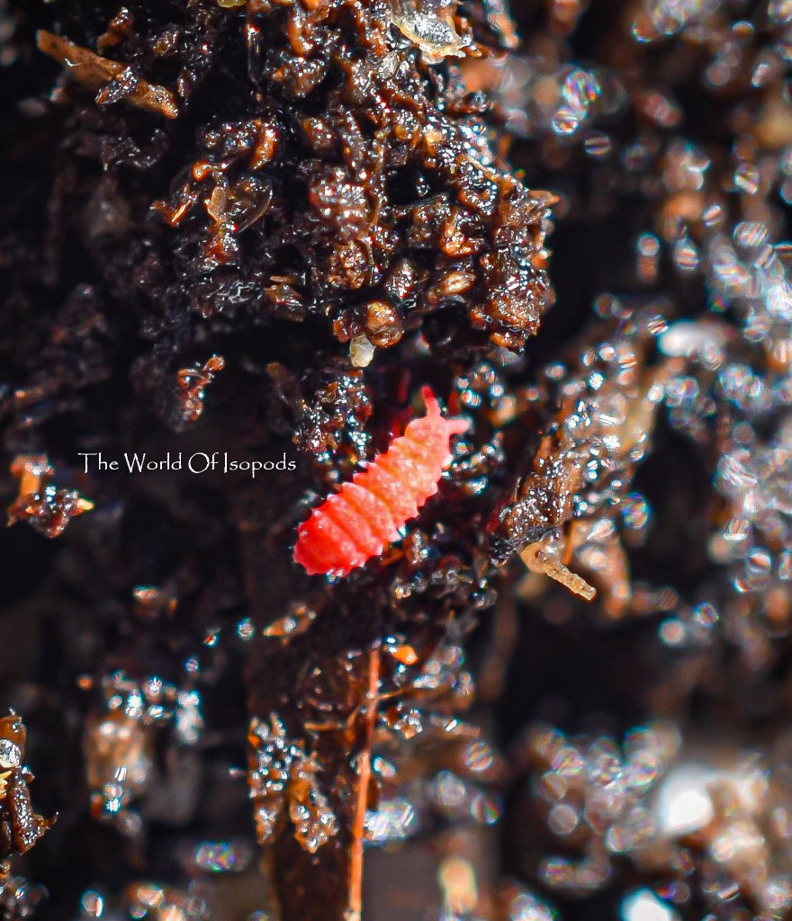 Red Springtails