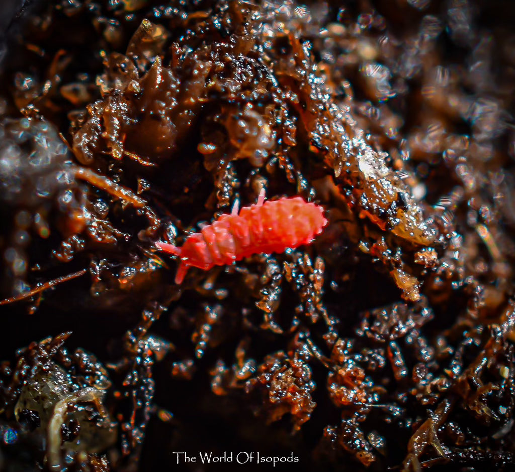 Red Springtails – The World of Isopods