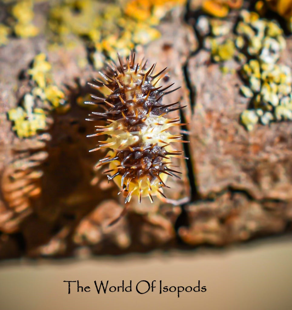 White Striped Spikeys