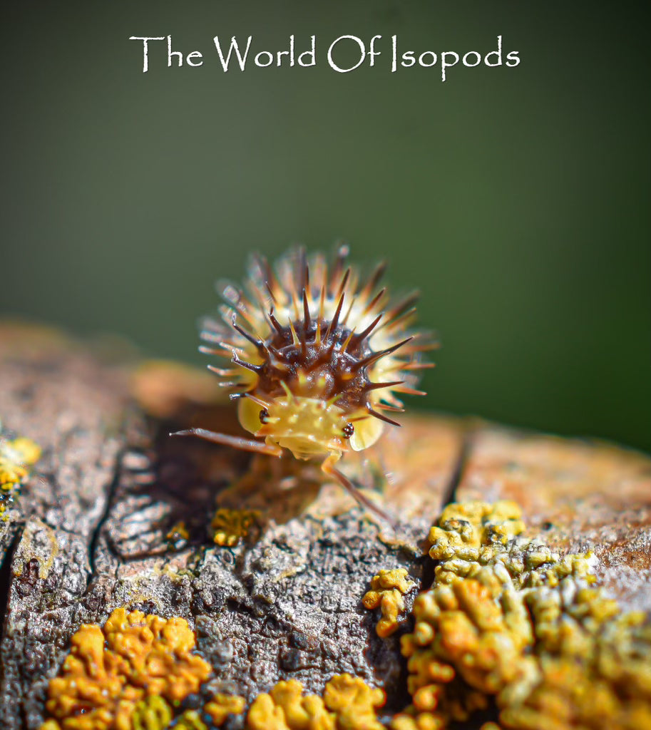 White Striped Spikeys